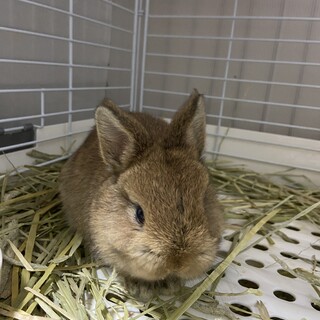 ネザーランドドワーフ赤ちゃん