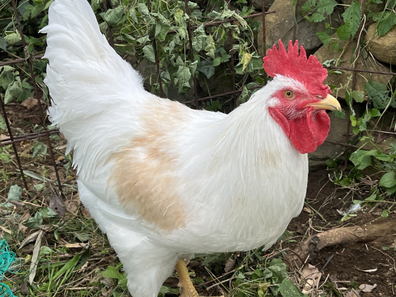 ニワトリ ニワトリ、オス2羽」静岡県 - 鳥の里親募集(530173) :: ペットのおうち