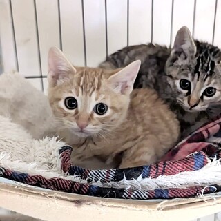 控えめシャイなまん丸男の子あずき君