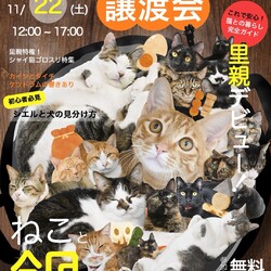 ふれあえる譲渡会 in大阪市（見学だけでもOK！）