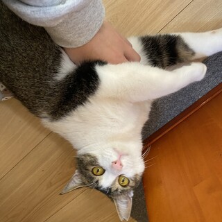 食いしん坊で元気なひこぼしくん