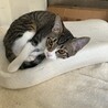  白サバ美猫 女の子 5ヶ月凛とした顔立ち サムネイル2