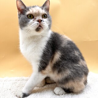 おっとりな性格の『チョコ』ちゃん????