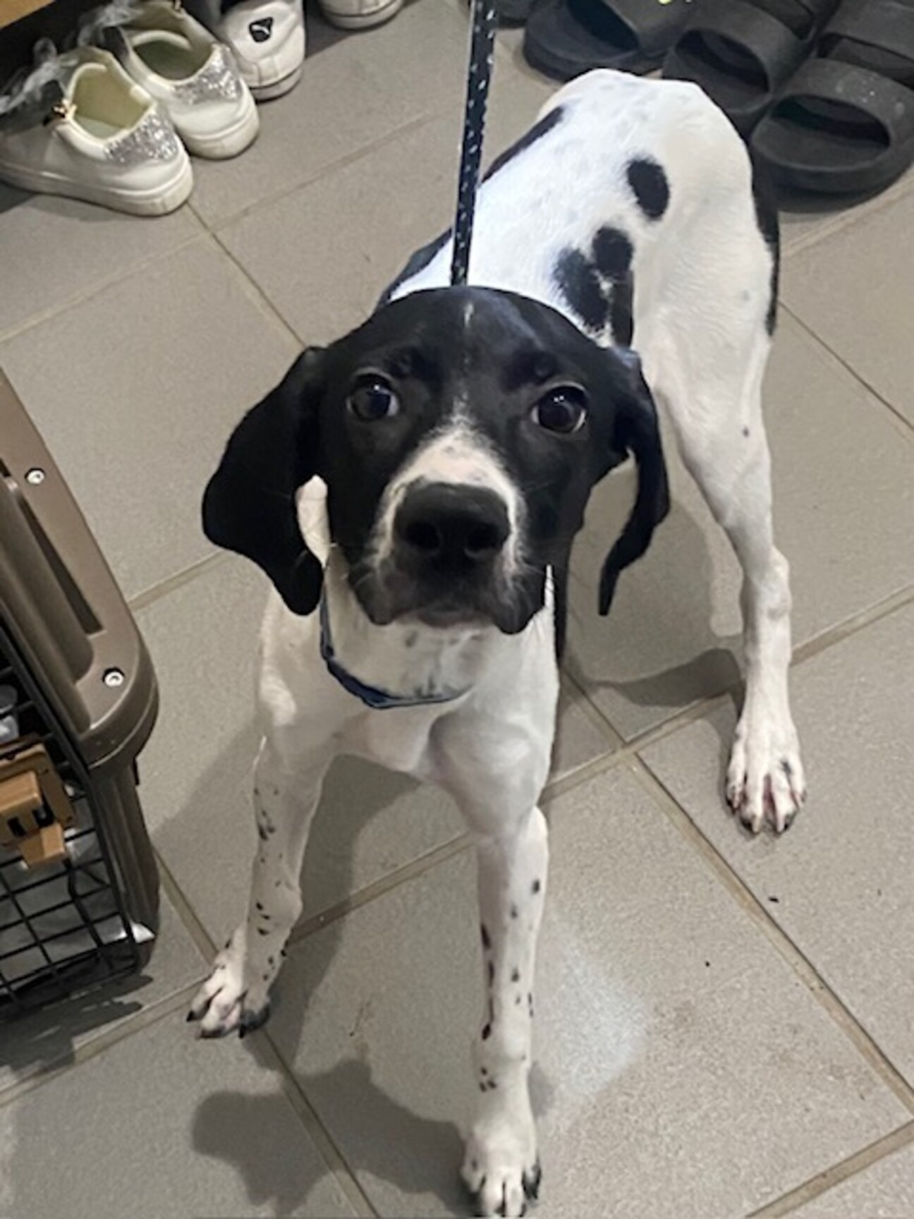 生後4か月のイングリッシ」兵庫県 - 犬の里親募集(530182