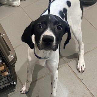 生後4か月のイングリッシュポインター