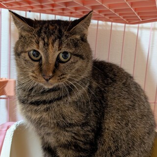 急募！来週リリースする女の子です