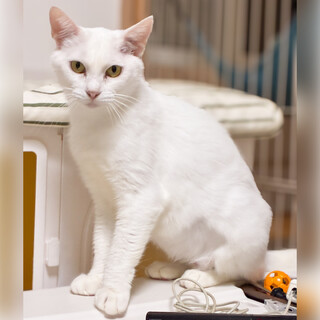 【11/16三田】おしとやかで大人しい淑女♪