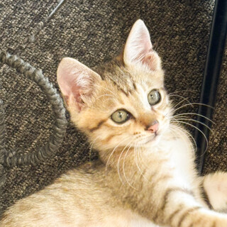 募集停止膝に来たりピッタリくっつく★えびす