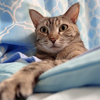 【12/7三田】甘えん坊の先住猫さんの相棒に◎！