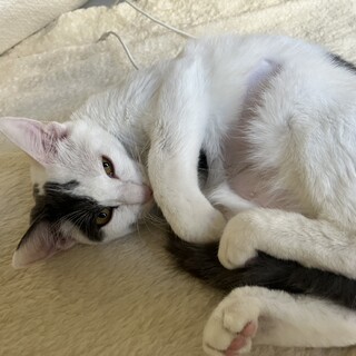 白メインでグレーの模様 女の子5ヶ月