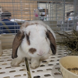 No.984 加須マイルドロップくん