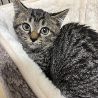 好奇心旺盛ラテちゃん