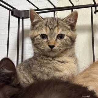 人馴れ訓練中ココアちゃん