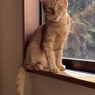 甘えん坊で遊び盛りの茶トラ(メス)