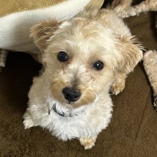 ちょっと怖がりさんなミックス犬のマールくん