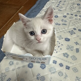 肩のり猫のもみじちゃん