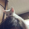 肩のり猫のもみじちゃん サムネイル2