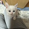 肩のり猫のもみじちゃん サムネイル4