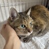 穏やかな猫ライフを楽しみたい方に　キジトラメス サムネイル4