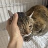 穏やかな猫ライフを楽しみたい方に　キジトラメス サムネイル5