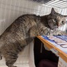 穏やかな猫ライフを楽しみたい方に　キジトラメス サムネイル7