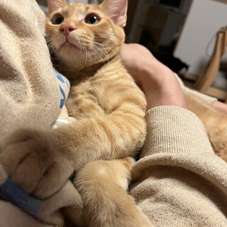 【小豆島の保護猫】甘えん坊の茶トラくん♂