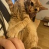 【トライアル予定】甘えん坊の茶トラくん♂ サムネイル2