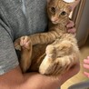 【トライアル予定】甘えん坊の茶トラくん♂ サムネイル3