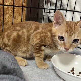 譲渡会参加予定★茶トラ猫タラ君2ヶ月半