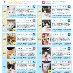11月16日保護猫譲渡会の参加猫一覧
