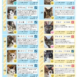 「11月16日保護猫譲渡会の参加猫一覧」サムネイル2