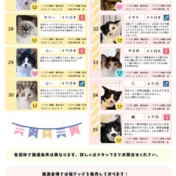 「11月16日保護猫譲渡会の参加猫一覧」サムネイル3