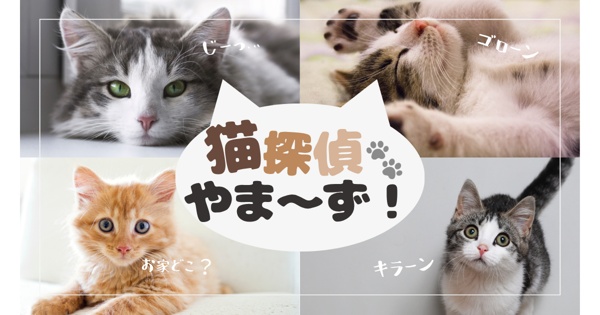 保護猫やまーず！ さん :: ペットのおうち【里親決定30万頭！】