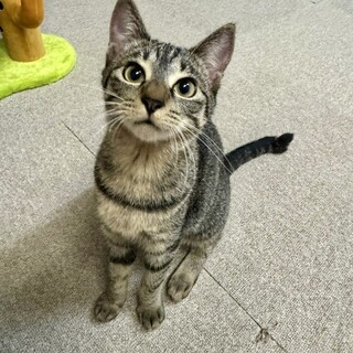 ちょっとおとぼけ ★ かしこ