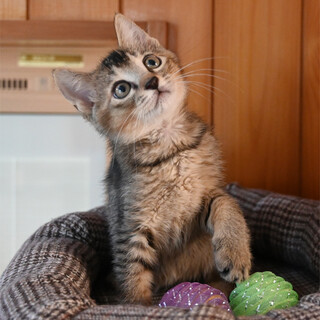 生後２か月元気いっぱいアビ？MIXくん