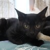 とっても可愛い♡黒猫のノワール君 サムネイル4