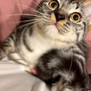 少しシャイだけど甘えん坊なイモリちゃん????