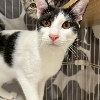 元気いっぱいヤモリくん????