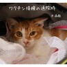 ちょっとビビりな甘えん坊キットくん8ヶ月くらい♡ サムネイル7