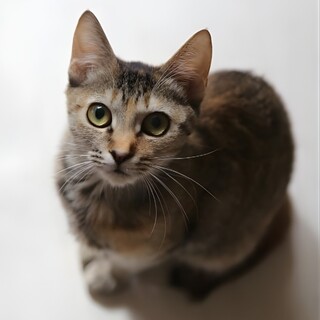 おもちゃ大好き♪控えめ女子なつちゃん8ヶ月くらい♡