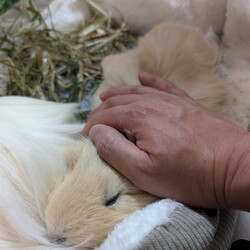 「とろろさんの腫瘍発覚の経緯と、飼い主の思考の整理」サムネイル1