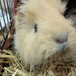 「とろろさんの腫瘍発覚の経緯と、飼い主の思考の整理」サムネイル3