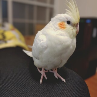 里親様決まりました。ありがとうございました