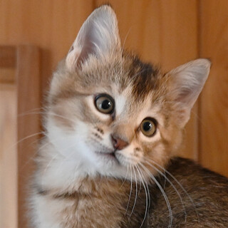 生後２か月元気いっぱいアビ？MIXちゃん