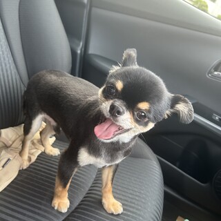 ロングコートチワワ ニブルスくん