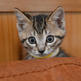 生後２か月元気いっぱいキジトラくん