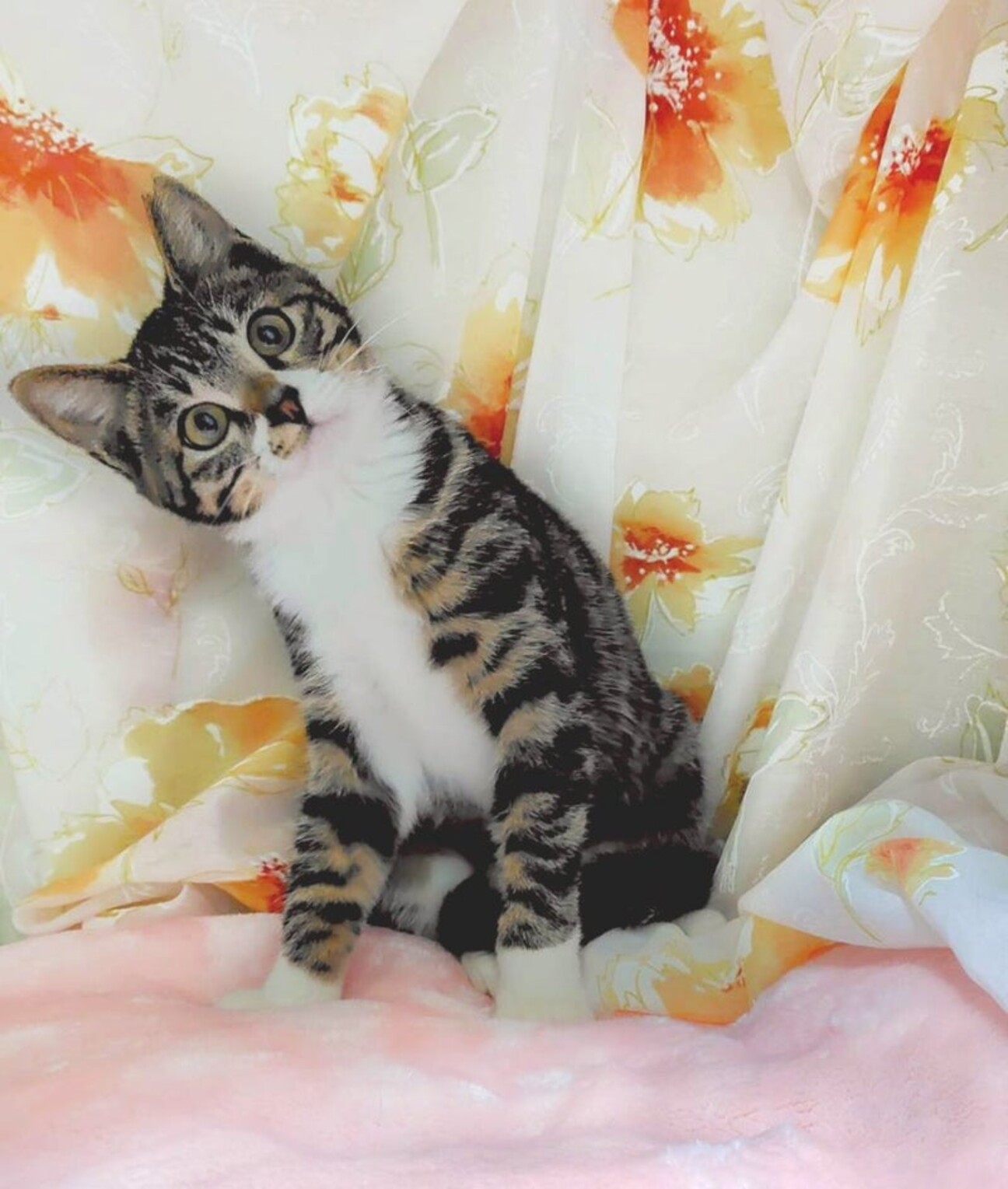 【11/16東銀座】みるちゃん★４ヵ月♪ サムネイル1