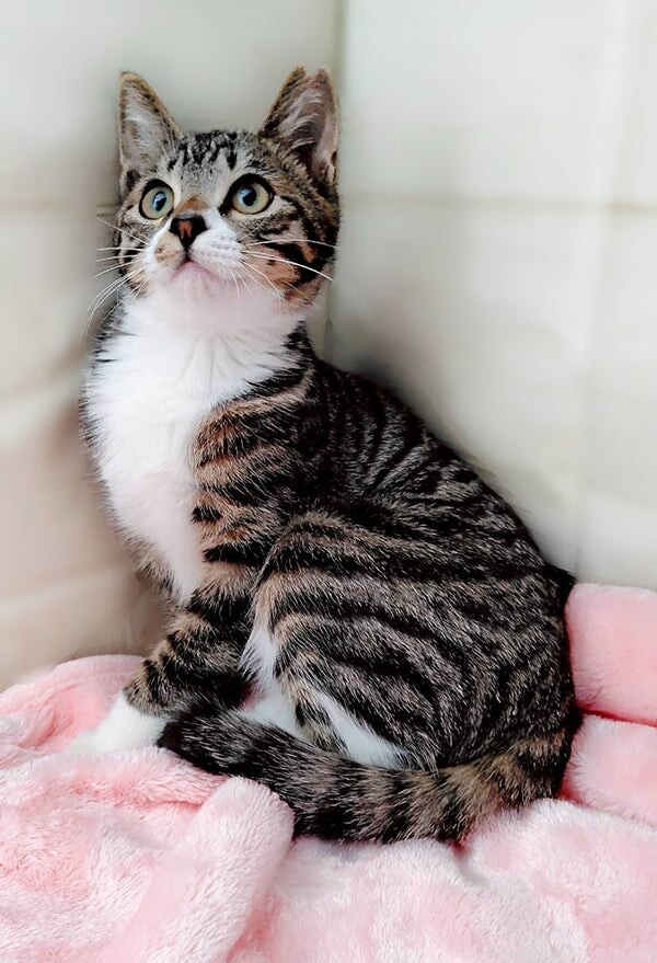 【11/16東銀座】みるちゃん★４ヵ月♪ サムネイル2