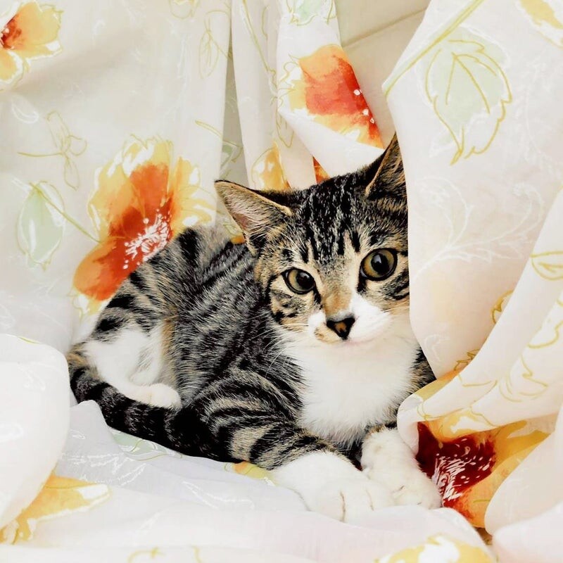 【11/16東銀座】みるちゃん★４ヵ月♪ サムネイル3