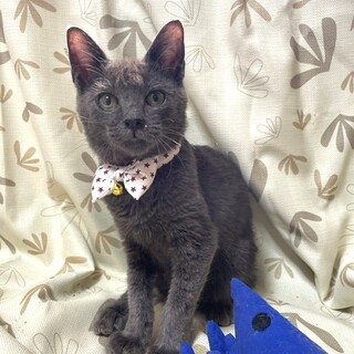 【11/30東銀座】シドくん★８ヵ月♪